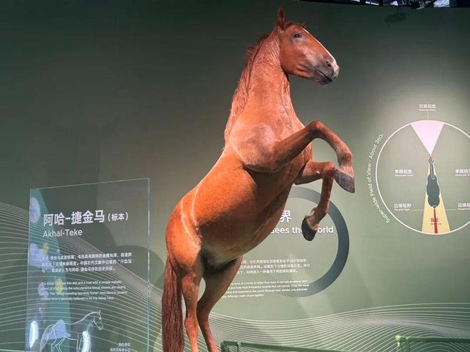 大年初一看马年首展!来科技馆奔赴一场“科技+文化”双重奇遇(图3)